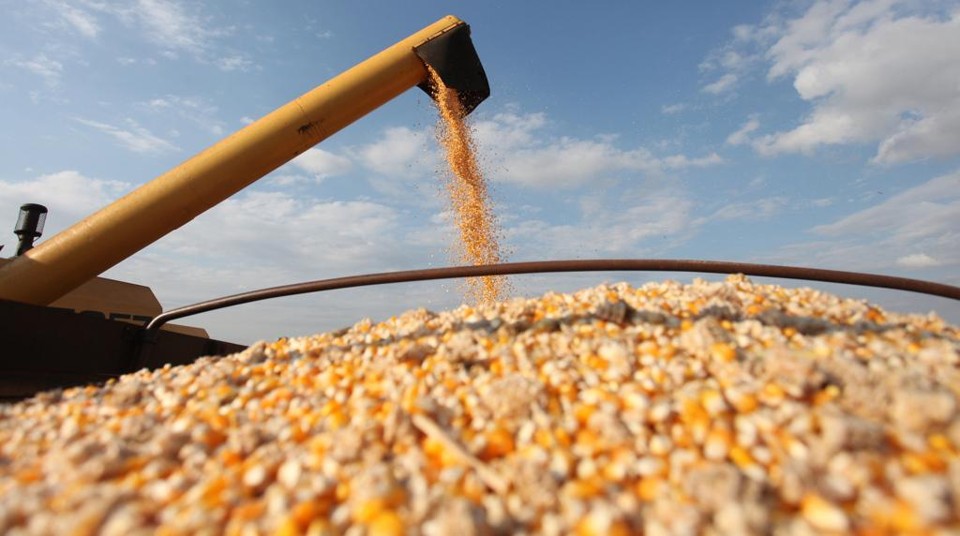 Produtores do Paraná armazenam
milho à espera de preços altos Segundo o Deral, já foram colhidos mais de 30% do milho safrinha do estado. | Fotos: Dirceu Portugal/Gazeta do Povo