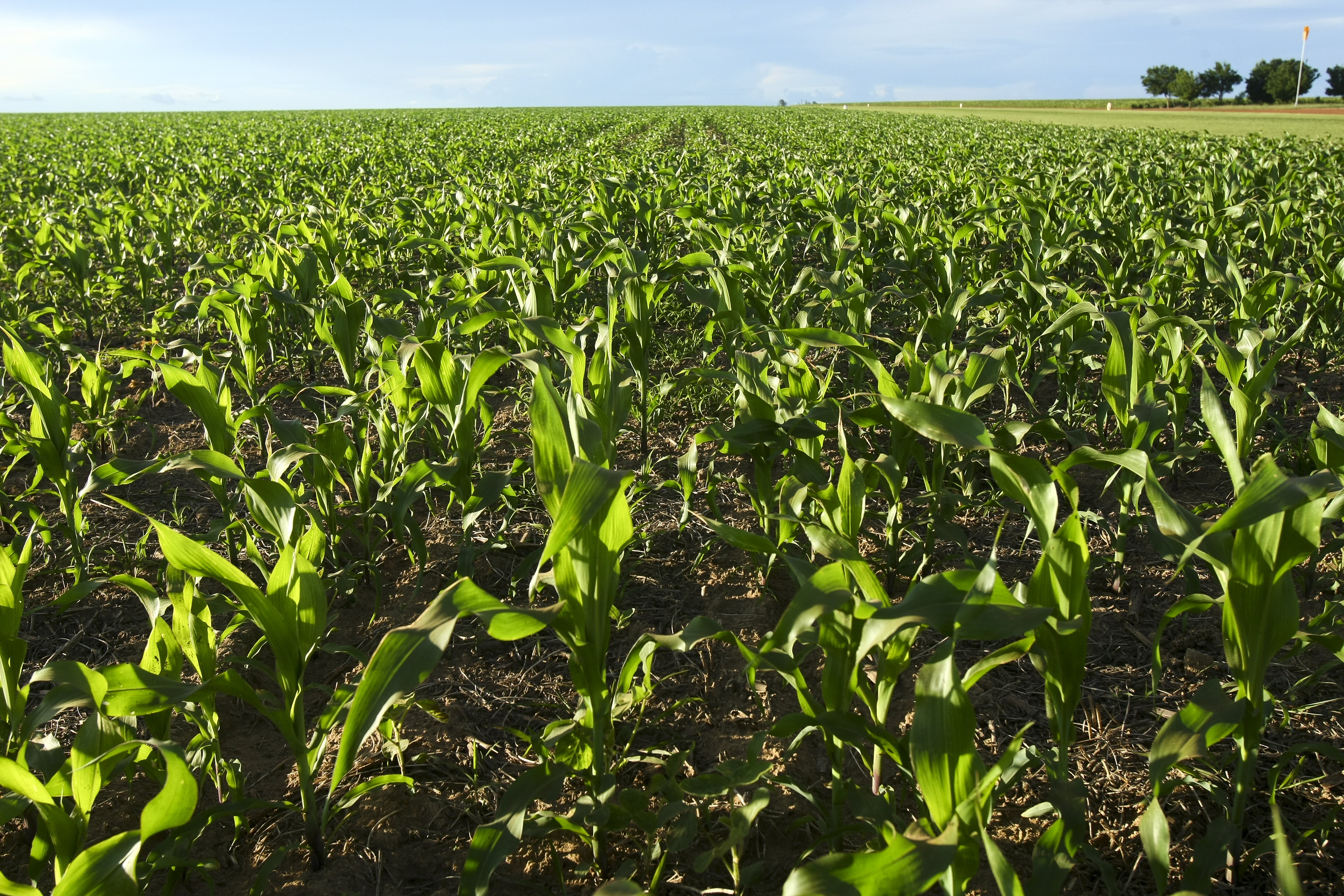 De acordo com o Banco do Brasil, 93% dos recursos apresentam taxas de juros controladas | ANDRE RODRIGUES/ANDRE RODRIGUES