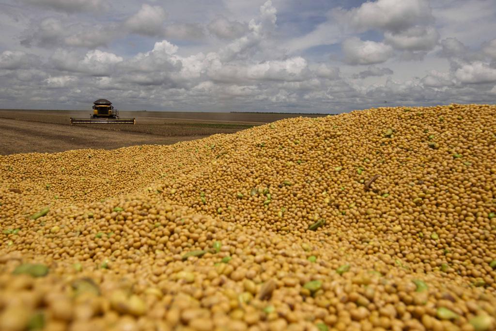 A cultura da soja, responsável por 57% da área cultivada do País, permanece como principal responsável pelo aumento de área. | JONATHAN CAMPOS/GAZETA DO POVO