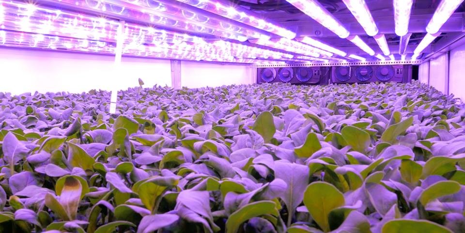 As plantas são cultivadas e colhidas sem a necessidade de sol e solo, utilizando imensas torres com bandejas aeropônicas | Reprodução/AeroFarms