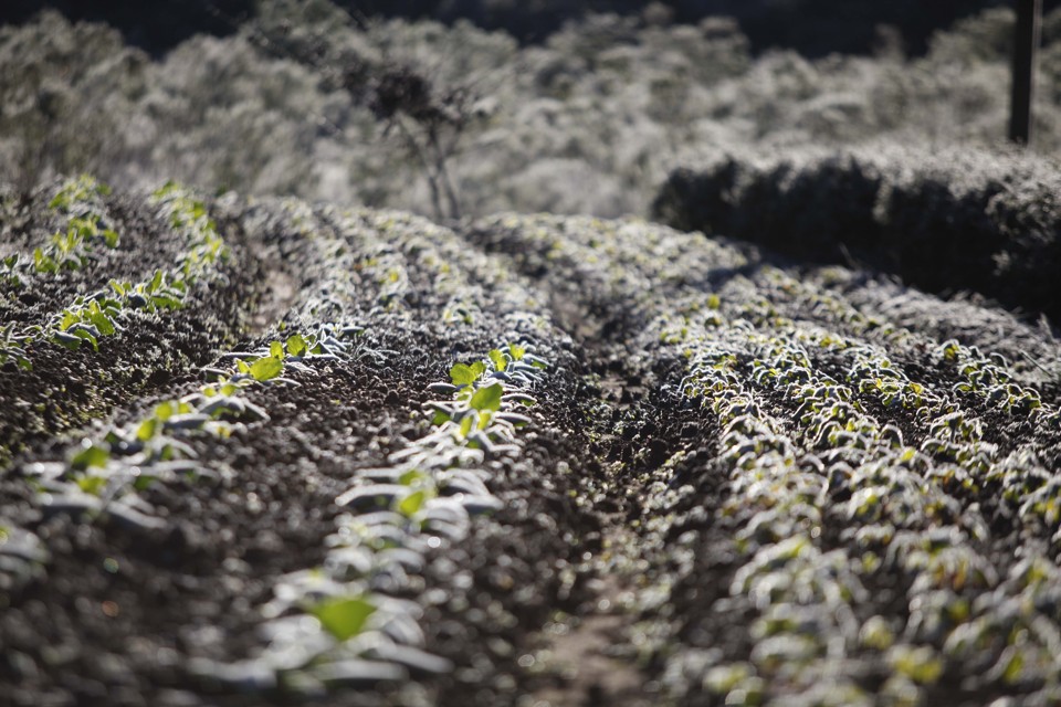 Produto faz mais seiva circular pela planta e diminui problemas com a geada. | Jonathan Campos/Agência de Notícias Gazeta do Povo