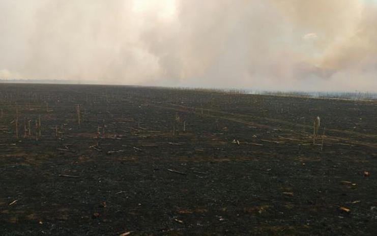 Lavouras de milho safrinha em Sorriso (MT) destruídas após um incêndio | MTnotícias/Internet