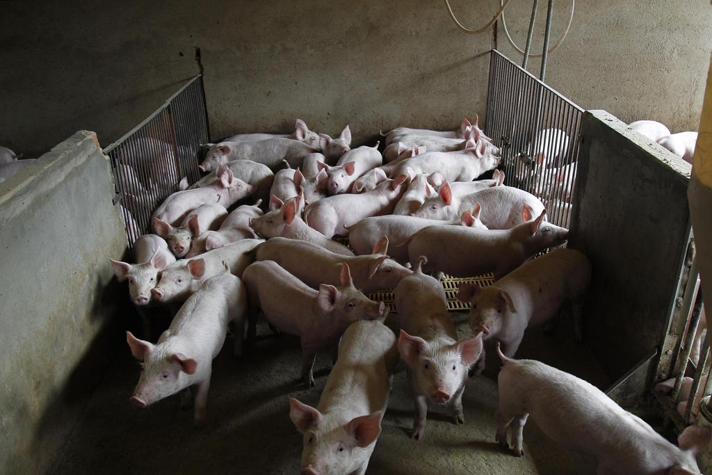 A continuidade da cobrança de 6% de ICMS ocorre num momento de severa crise na suinocultura paranaense. | Jonathan Campos/gazeta