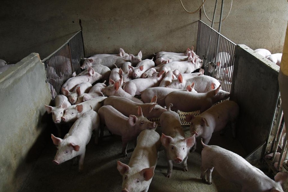 A continuidade da cobrança de 6% de ICMS ocorre num momento de severa crise na suinocultura paranaense. | Jonathan Campos/gazeta