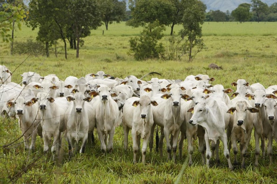 Decisão abre espaço para pecuária brasileira. | Hugo Harada/Agência de Notícias Gazeta do Povo