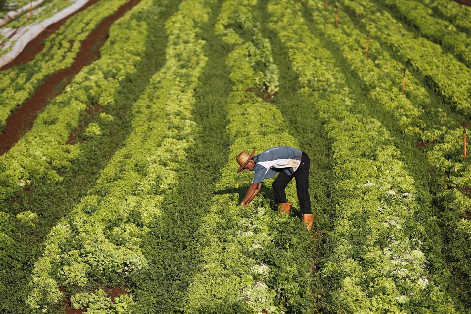 O Plano Safra da Agricultura Familiar 2016/2017 terá um volume recorde de crédito, R$ 30 bilhõe, 40% a mais em relação ao ano passado | Jonathan Campos/Gazeta do Povo
