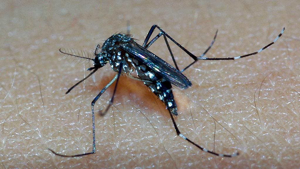 | Raul Santana/Fiocruz Imagens