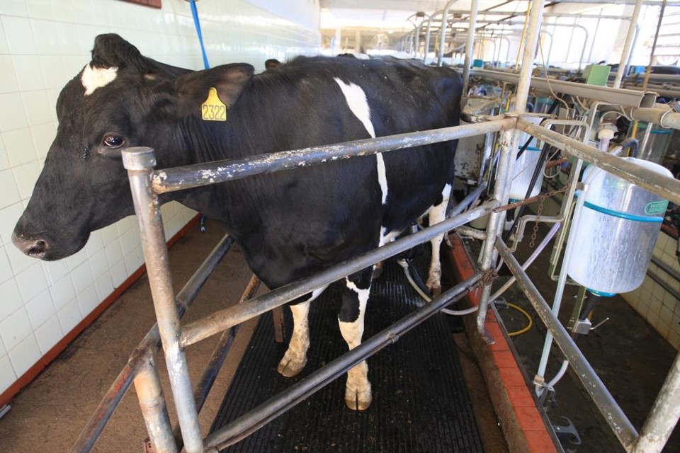Hoje, o Rio Grande do Sul vive um momento de queda na produção estadual de leite. | Arquivo/Gazeta do Povo