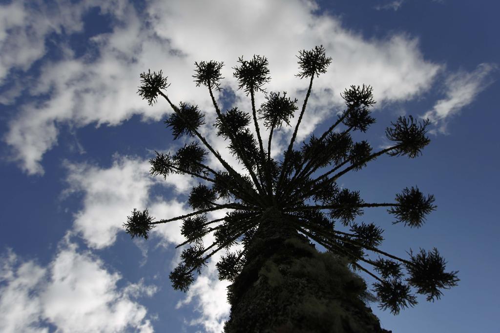 Autorizações para o corte de araucária serão dadas apenas em situações excepcionais | Jonathan Campos/Gazeta do Povo