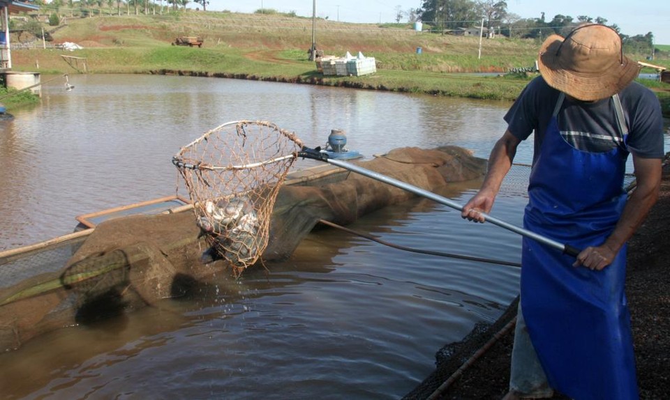 Em 2015, estima-se que a produção de pescado atingiu cerca de 91 mil toneladas, 19% acima de 2014 | DIRCEU PORTUGAL-GAZETA/DIRCEU PORTUGAL-GAZETA