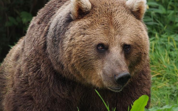 Segundo Thierry Lassalle-Carrère, dono do rebanho atingido, um urso encurralou as ovelhas e elas caíram em um barranco. | /Wikicommons