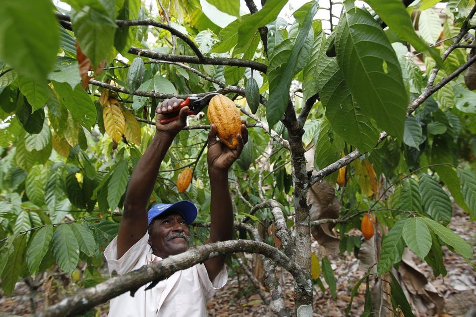 Atualmente, os pequenos produtores rurais recolhem, a título de contribuição previdenciária, o equivalente a 2,1% sobre a receita bruta da venda de sua produção. | Jonathan Campos/Gazeta do Povo