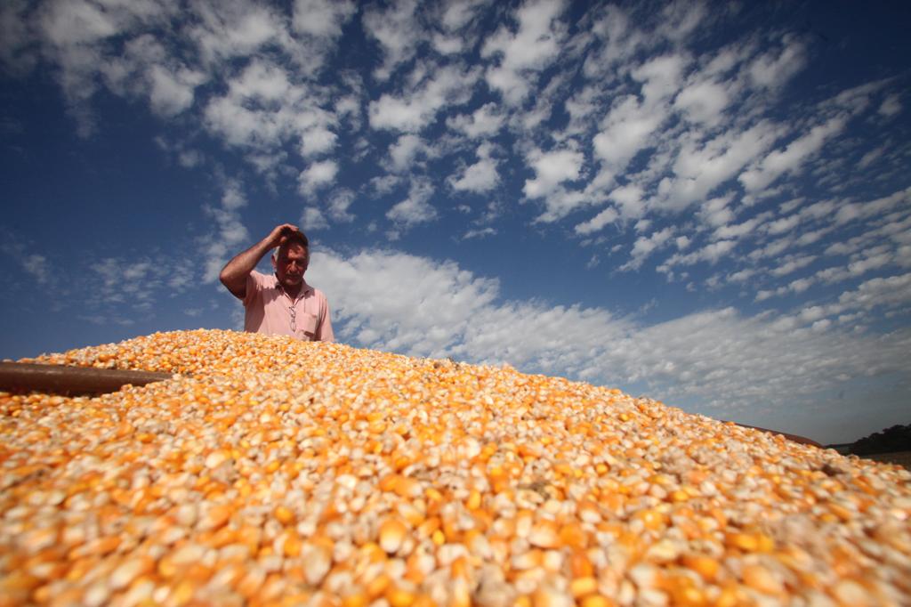 A saca de milho (60 kg), em Mato Grosso e Rondônia, teve alta de 21,68%, passando de R$ 13,56 para R$ 16,50 | Dirceu Portugal / Agencia de Noticiais Gazeta do Povo/Dirceu Portugal / Agencia de Noticiais Gazeta do Povo