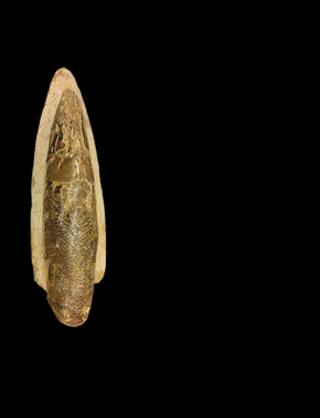 Fóssil de peixe encontrado no Nordeste: os órgãos, como o coração, estavam em perfeito estado | Murilo de Carvalho/LNBIO / Divulgação