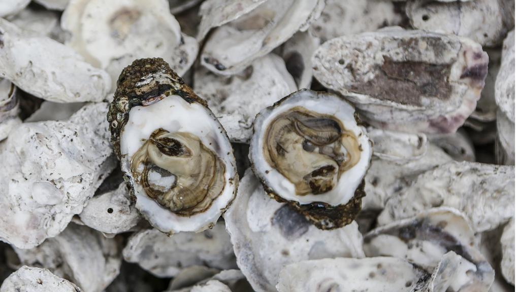 | Jonathan Campos/Gazeta do Povo