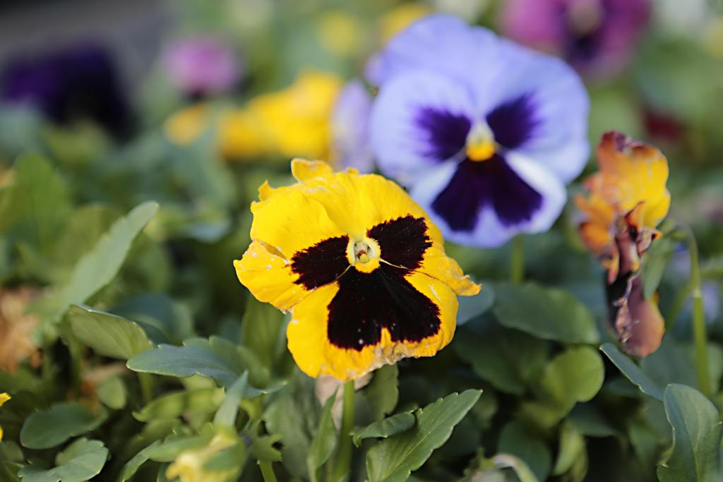 Amor-perfeito tem comportamento curitibano: não suporta altas temperaturas | Albari Rosa/Gazeta do Povo