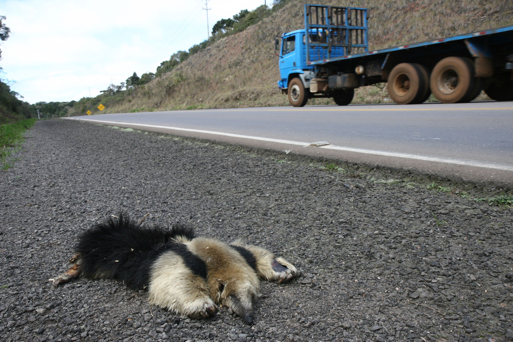 Tamanduá mirim morto na margem da BR 280, em Palmas, no Sul do Parana: animal em risco de extinção. | Henry Milleo/Gazeta do Povo