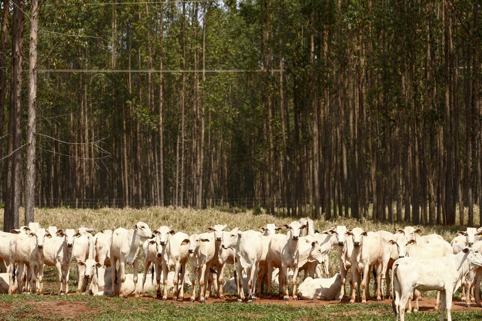 O rebanho nacional é formado por raças zebuínas, taurinas e asiáticas, tanto para produção de carne, quanto para produção de leite. | HUGO HARADA/Gazeta do Povo