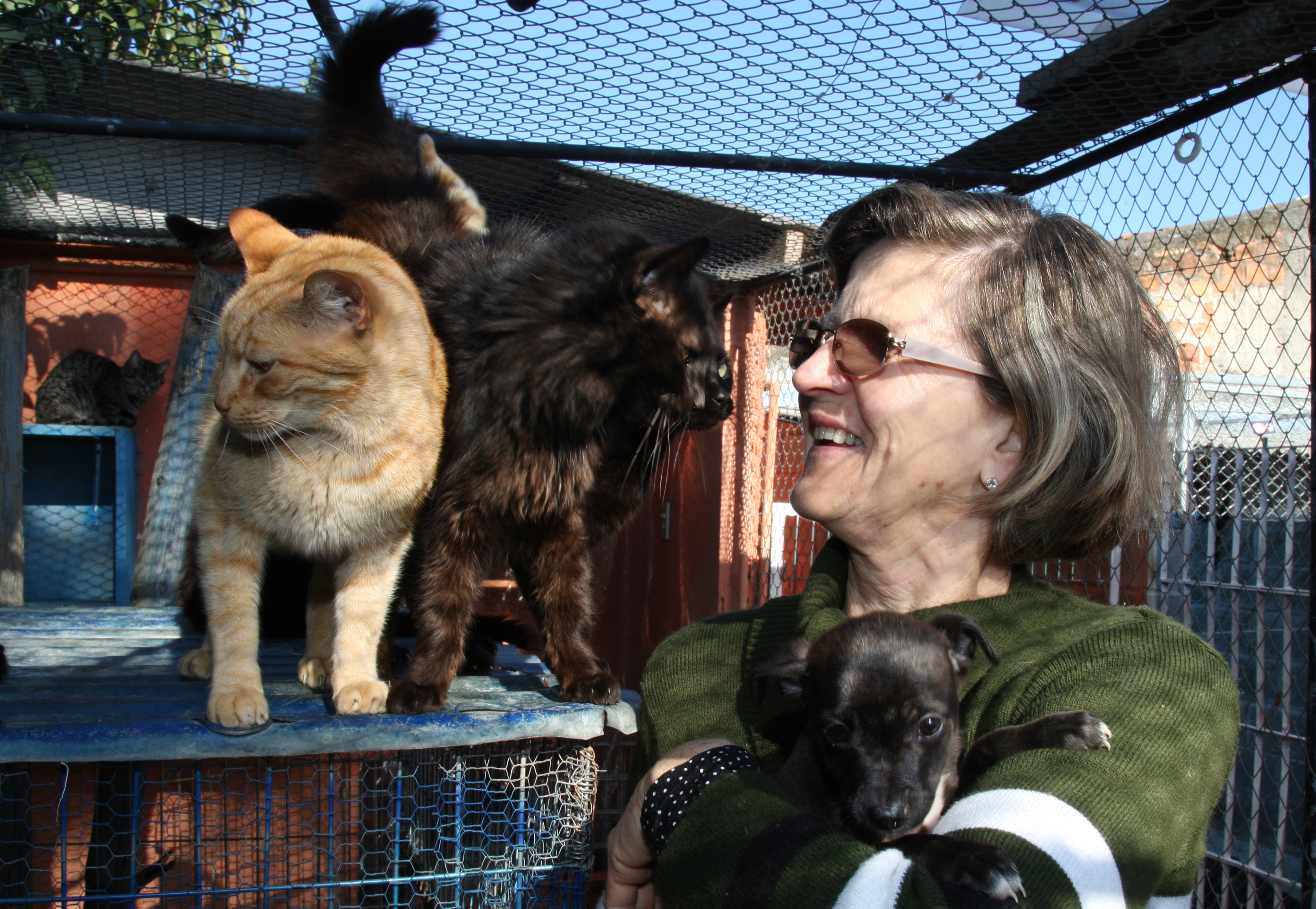 Maria Lucia Pascotto: os gatos sempre fizeram parte da sua vida | Aniele Nascimento/Gazeta do Povo