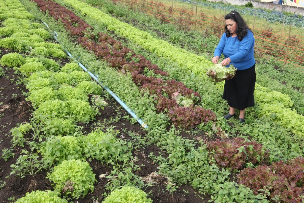 Diversas propriedades rurais utilizam o sistema de colhe e pague como garantia de renda extra | Aniele Nascimento/Aniele Nascimento