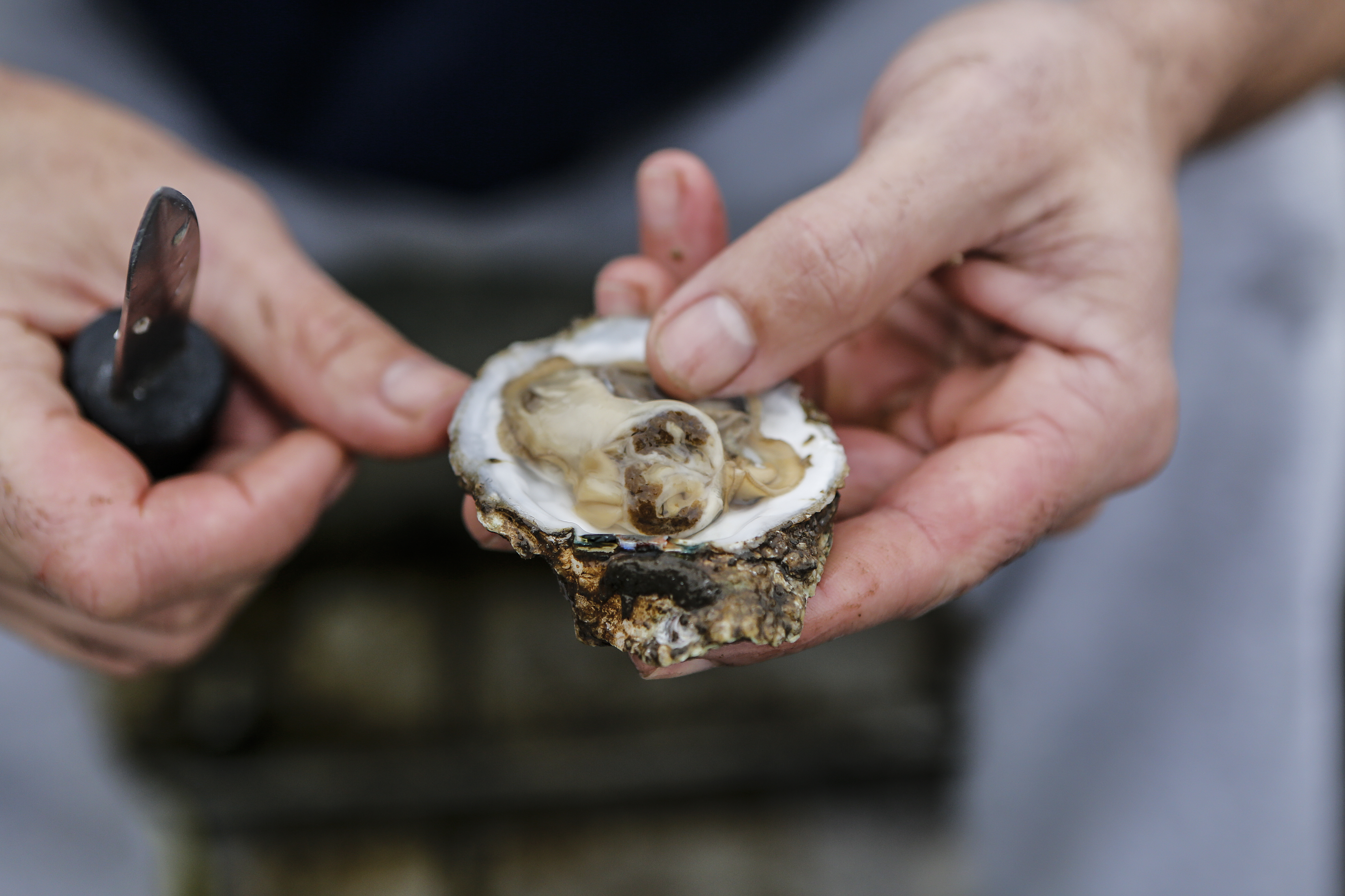 Moluscos são filtradores do mar. Quando algas que liberam toxinas se proliferam, eles são contaminados e geram riscos à saúde | Jonathan Campos/Gazeta do Povo