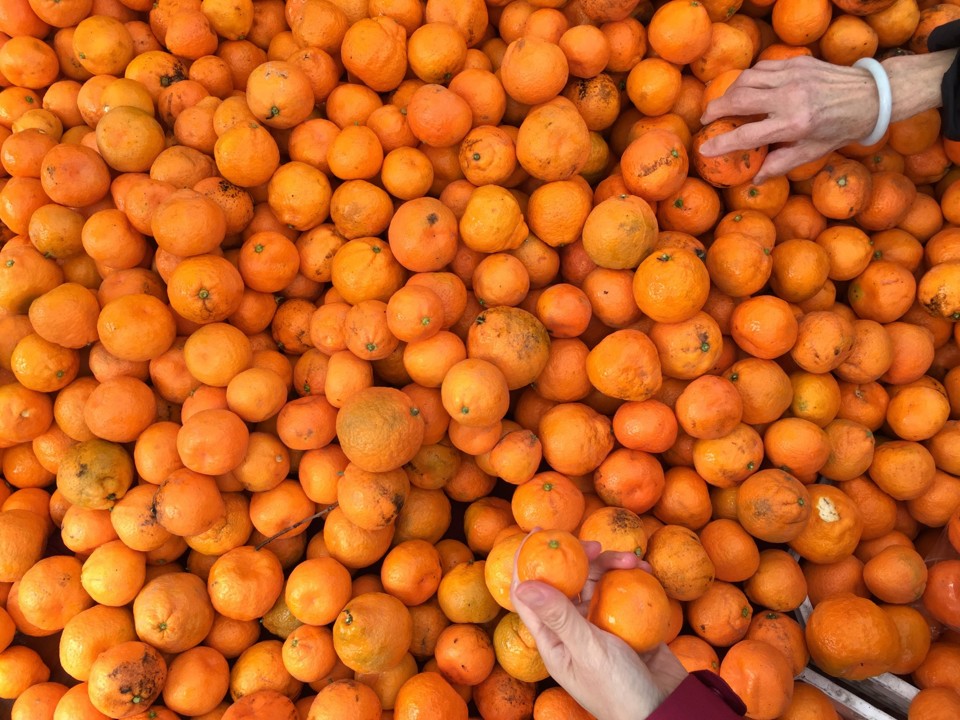 Nos Estados Unidos, 40% de todos os produtos cultivados no país não são consumidos por serem feios ou estarem muito maduros | Reprodução/Internet