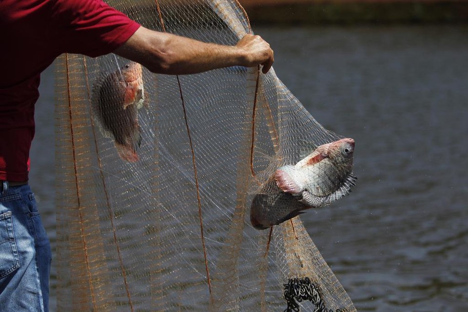 O crescimento da aquicultura é considerado um fator-chave para impulsionar os níveis de consumo global de peixe por pessoa | Jonathan Campos/Gazeta do Povo