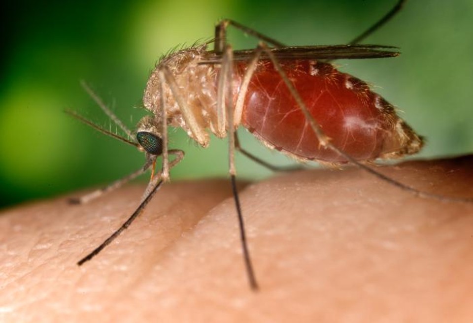 O Culex, o pernilongo comum, é potencial transmissor do zika vírus | Salvadorjo~commonswiki /WikiCommons