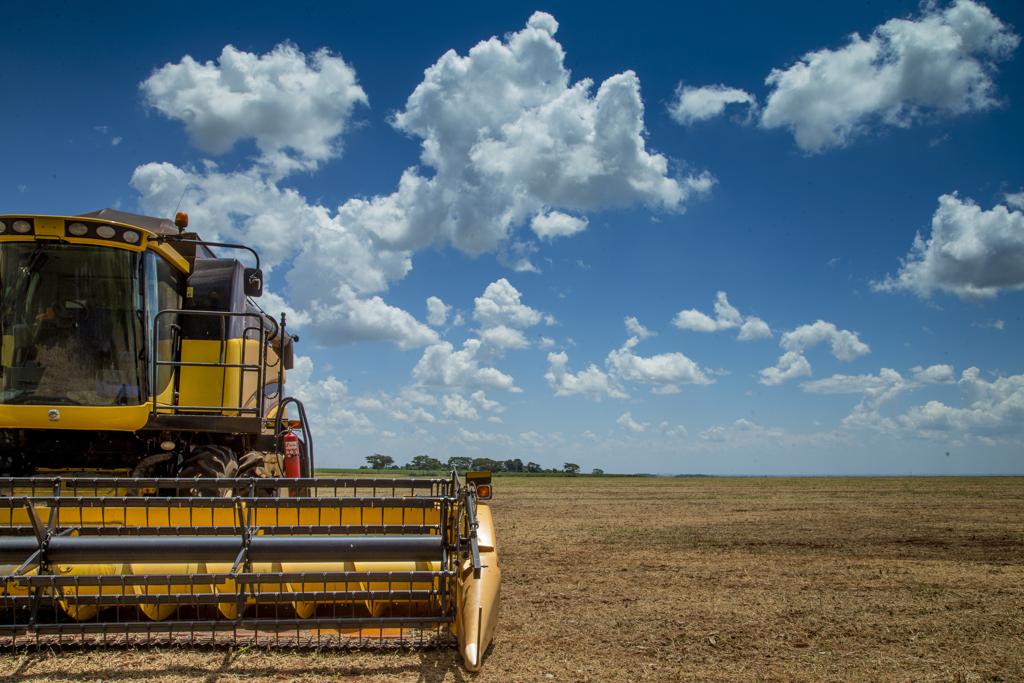 No estágio inicial da produção, os principais responsáveis pela desaceleração foram soja em grão (14,82% para -3,68%). | Hugo Harada/Gazeta do Povo