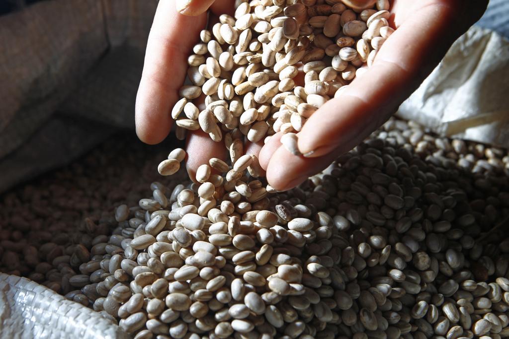 Segundo o Instituto Brasileiro de Feijão (Ibrafe), organizador do evento, o objetivo é avançar nas discussões que envolvem toda a cadeia produtiva. | Antônio More/Gazeta do Povo