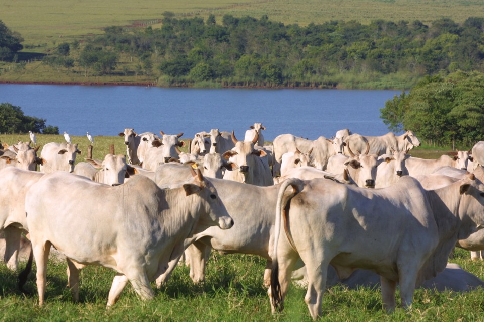 Queda do poder aquisitivo da população derrubou o consumo médio de carne bovina por habitante a um dos menores níveis da década: 32 kg/ano. | Arquivo/Gazeta do Povo