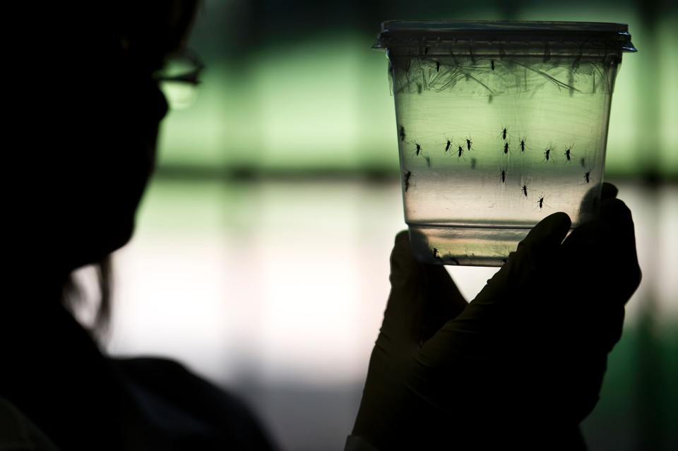 Antibiótico veterinário que bloqueia passagem de zika para o feto é identificado | NELSON ALMEIDA/AFP