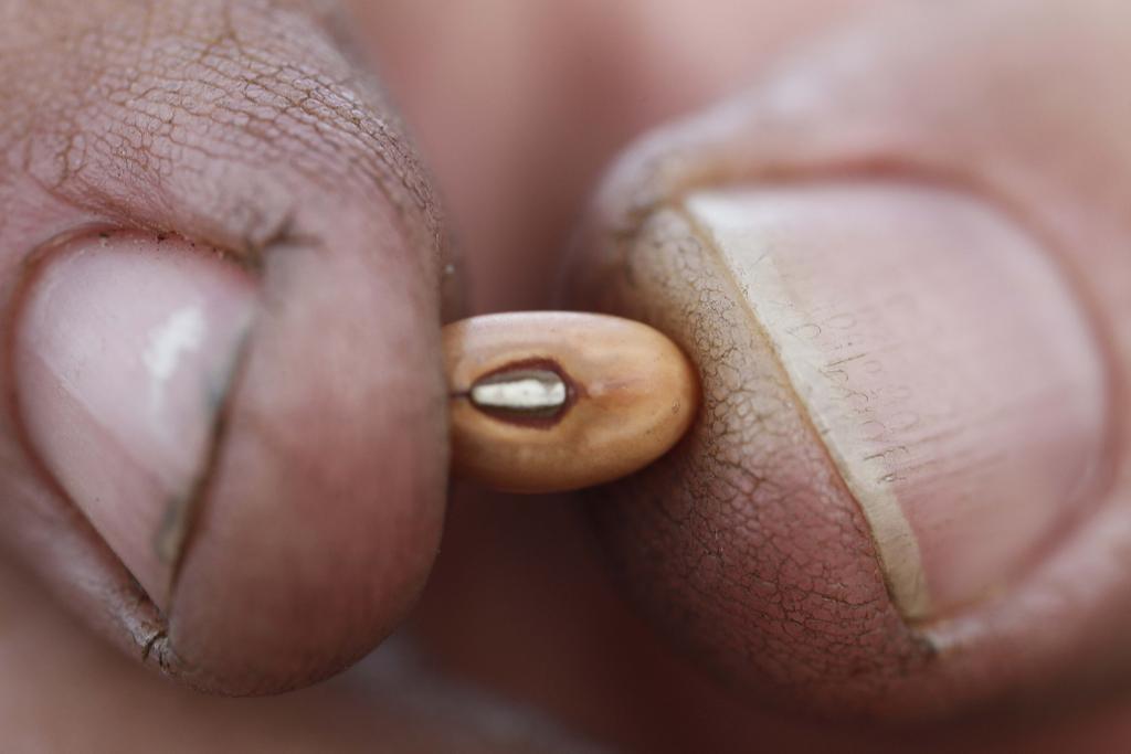Técnica consiste em cruzar materiais mais nutritivos com outros de maior produtividade, para extrair o máximo da planta; no caso do feijão, já houve ganhos de 30% no teor de ferro | Jonathan Campos/Agência de Notícias Gazeta do Povo