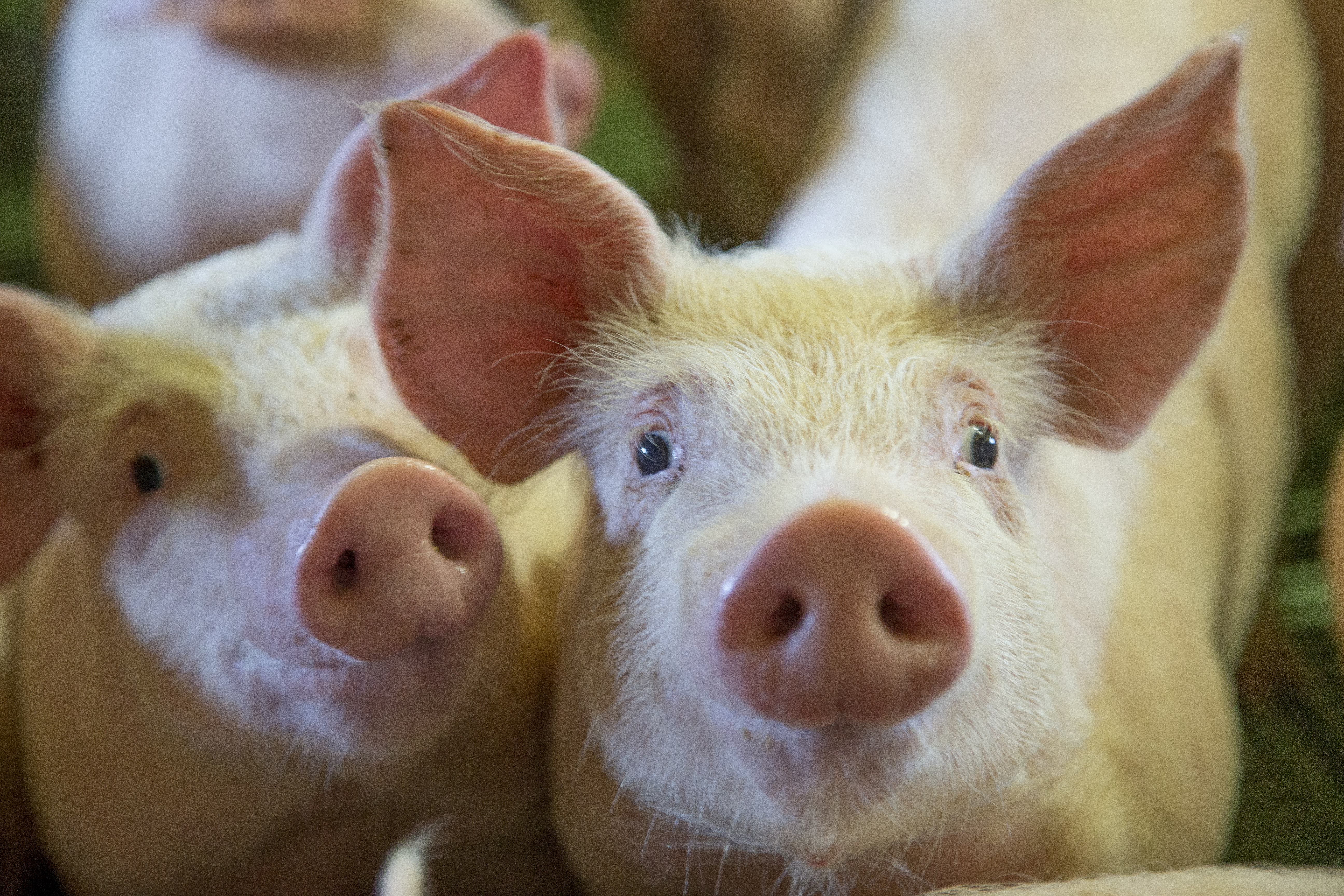 Os custos com alimentação são os que mais pesam no bolso dos produtores e a alta do milho no ano faz o cenário atingir um nível caótico, segundo especialistas. | Hugo Harada/Gazeta do Povo