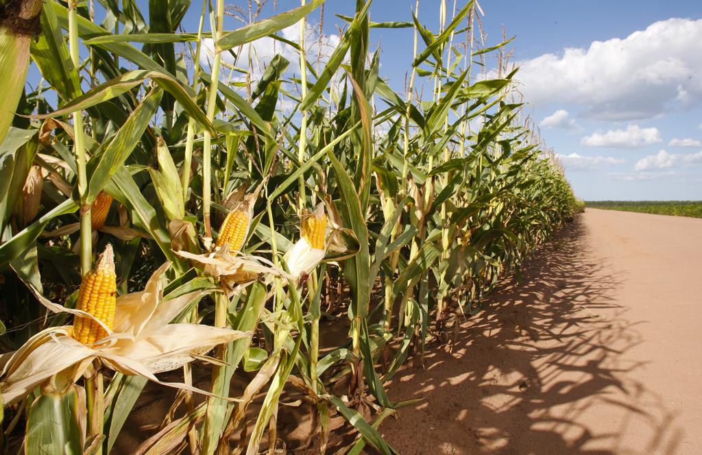 A safra total de milho em 2015/16 deve alcançar 69,14 milhões, 18,3% abaixo do volume colhido no ano passado | HUGO HARADA/HUGO HARADA