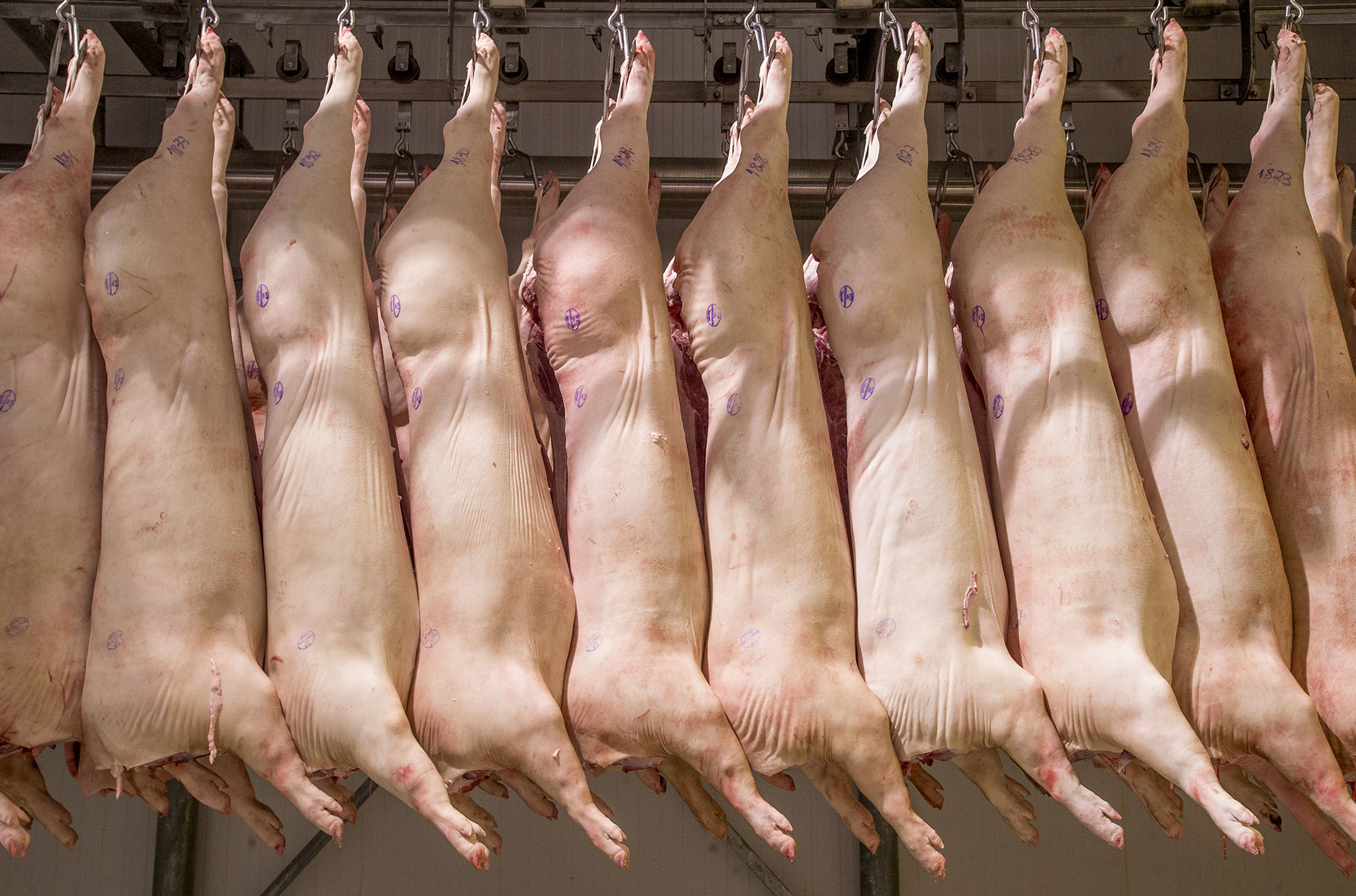 Exportações devem se manter atraentes em razão do câmbio favorável | Hugo Harada/Gazeta do Povo