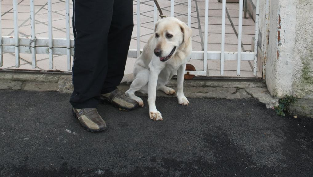 Cão-guia: lei estadual garante entrada do animal em estabelecimentos, junto de pessoa com deficiência ou de treinador | Aniele Nascimento/Gazeta do Povo