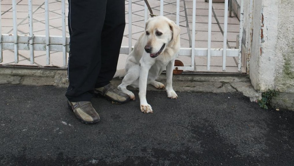 Cão-guia: lei estadual garante entrada do animal em estabelecimentos, junto de pessoa com deficiência ou de treinador | Aniele Nascimento/Gazeta do Povo
