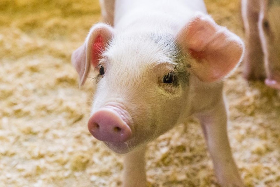 O aumento recente foi motivado pela redução na oferta de animais, a melhora gradativa no mercado interno e a exportação. | Lineu Filho/Gazeta do Povo