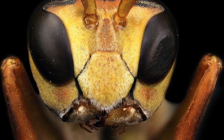 | Macroscopic Solutions/ Flickr Commons/Fotos Públicas