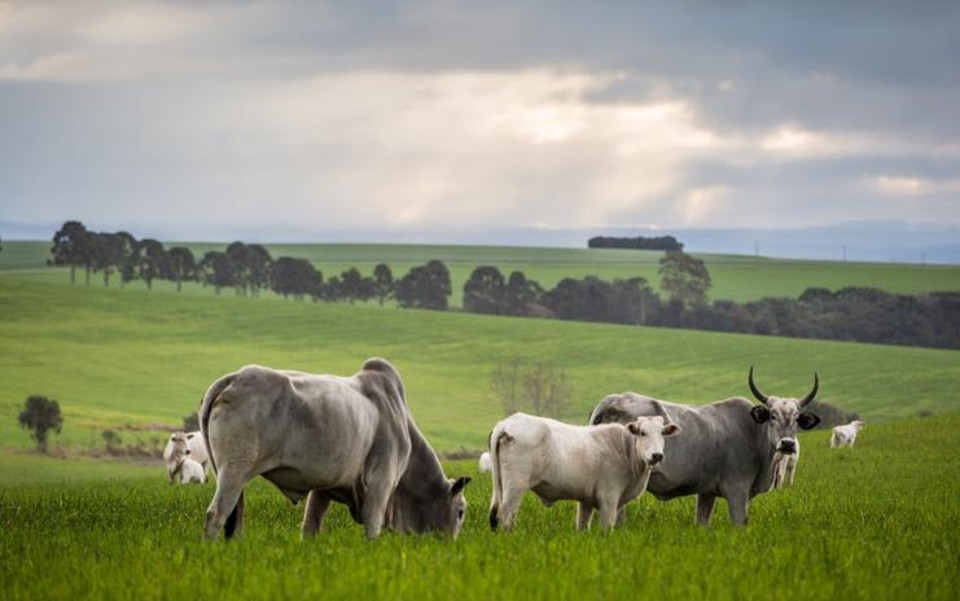 Um aumento de 30% no consumo de carne reduziria em 4% as emissões de GEEs, diz pesquisa. | Brunno Covello/Gazeta do Povo