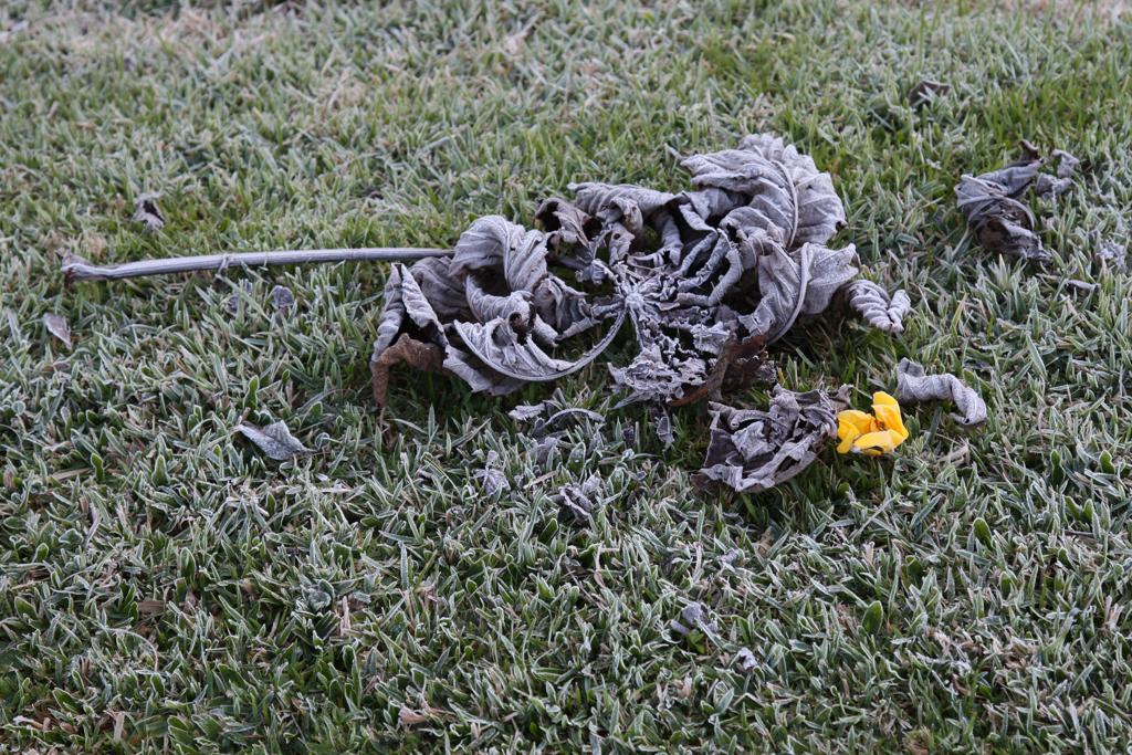 Uma nova geada deve ocorrer na madrugada de terça-feira (23), mas as temperaturas voltam a subir gradativamente ao longo dos próximos dias | Aniele Nascimento/Gazeta do Povo