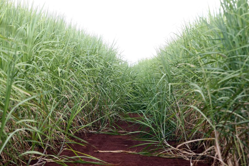 Cenário de preços remuneradores para o etanol, principalmente no mercado local, e para o açúcar no mercado externo | ANDRE RODRIGUES/Agência de Notícias Gazeta do Povo