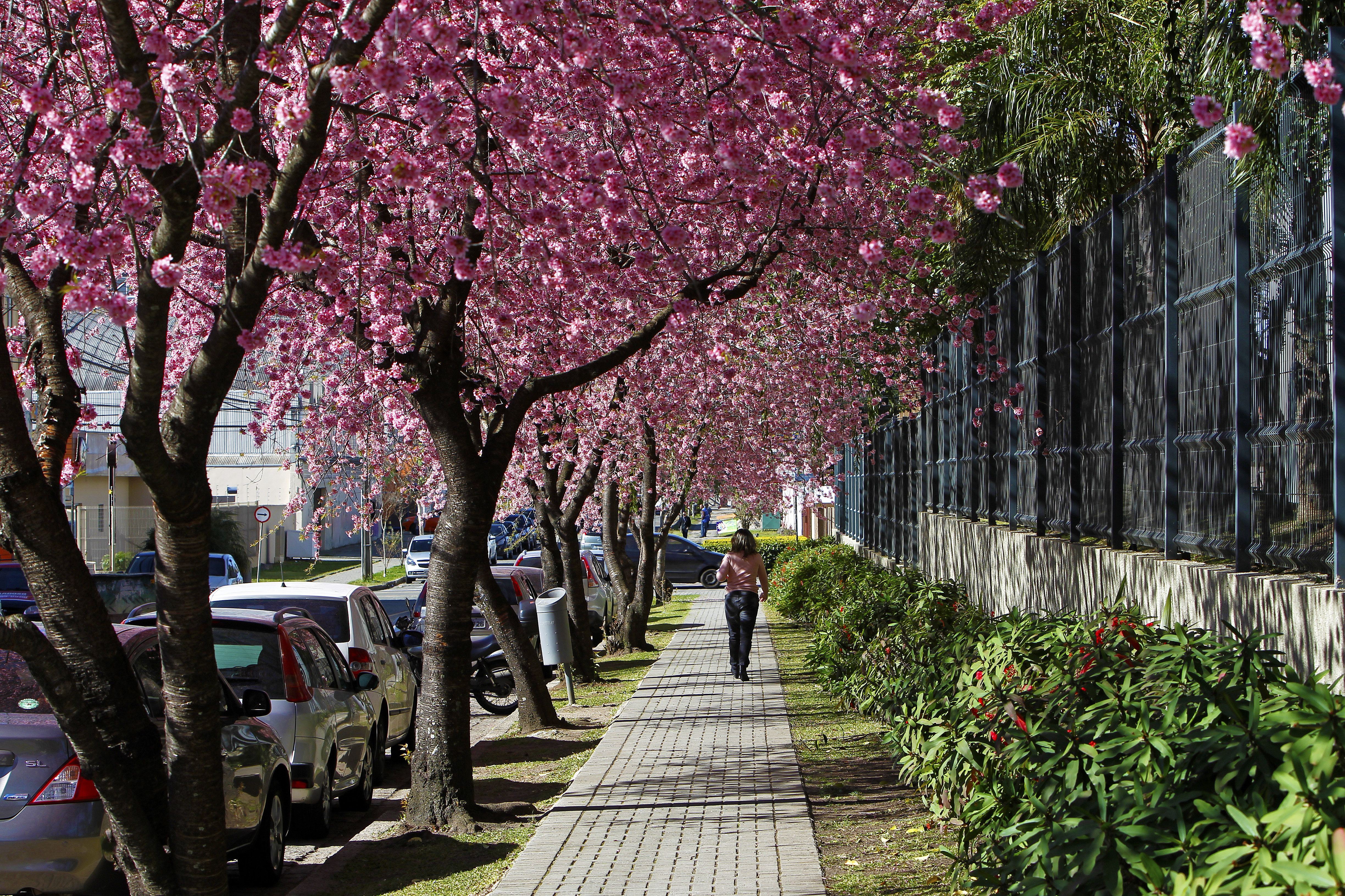 Bandeira de Curitiba | Antônio More/Gazeta do Povo