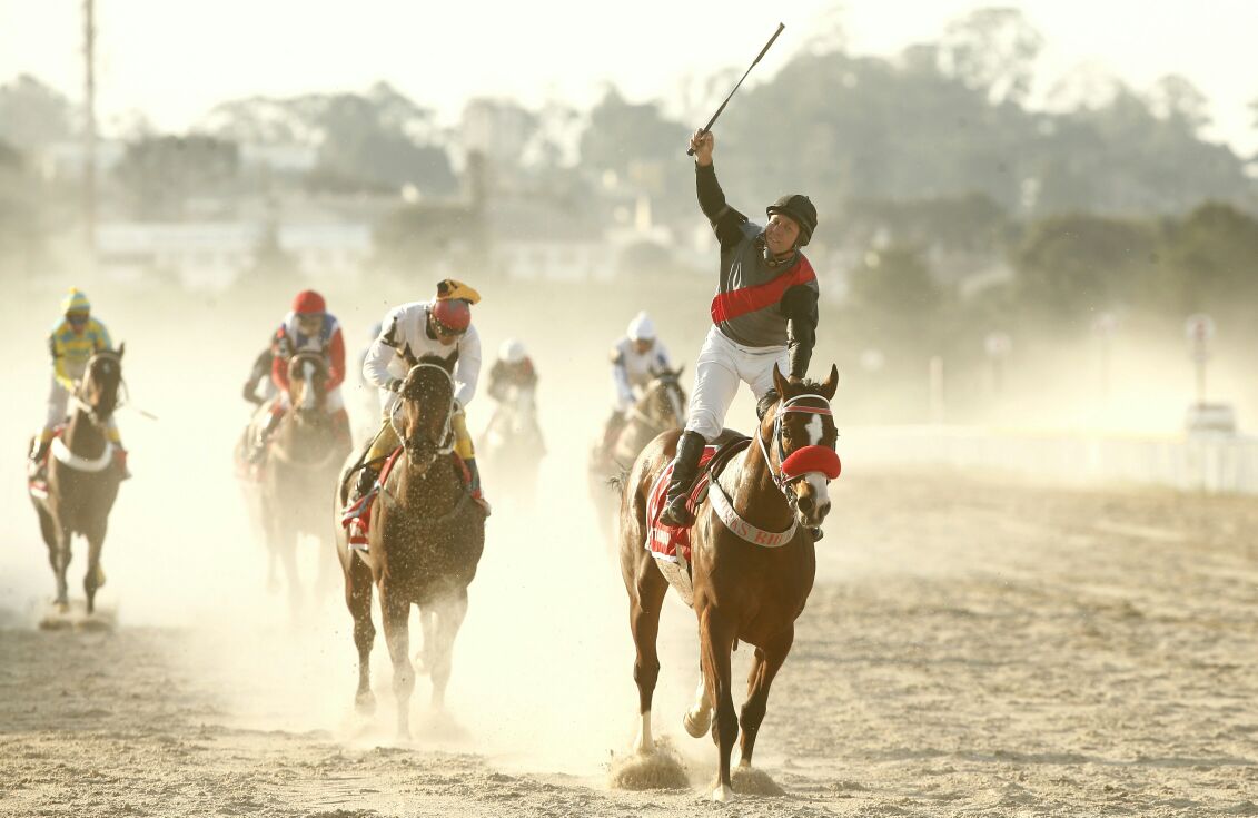 First Amour,do Haras Rio Iguaçu , conduzido pelo jóquei Valdinei Rocha, venceu o GP Paraná. | Hugo Harada/Gazeta do Povo