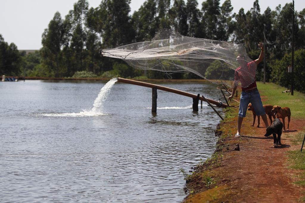 De acordo com CNA, o setor carece de competitividade, tanto na questão de preço quanto em relação à qualidade do produto na gôndola do mercado | Jonathan Campos/Gazeta do Povo