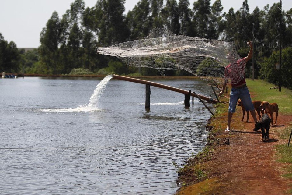 De acordo com CNA, o setor carece de competitividade, tanto na questão de preço quanto em relação à qualidade do produto na gôndola do mercado | Jonathan Campos/Gazeta do Povo