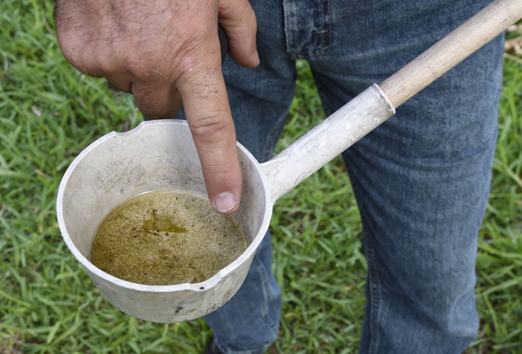 Mosquito Aedes aegypti  é o potencial transmissor do vírus da zika