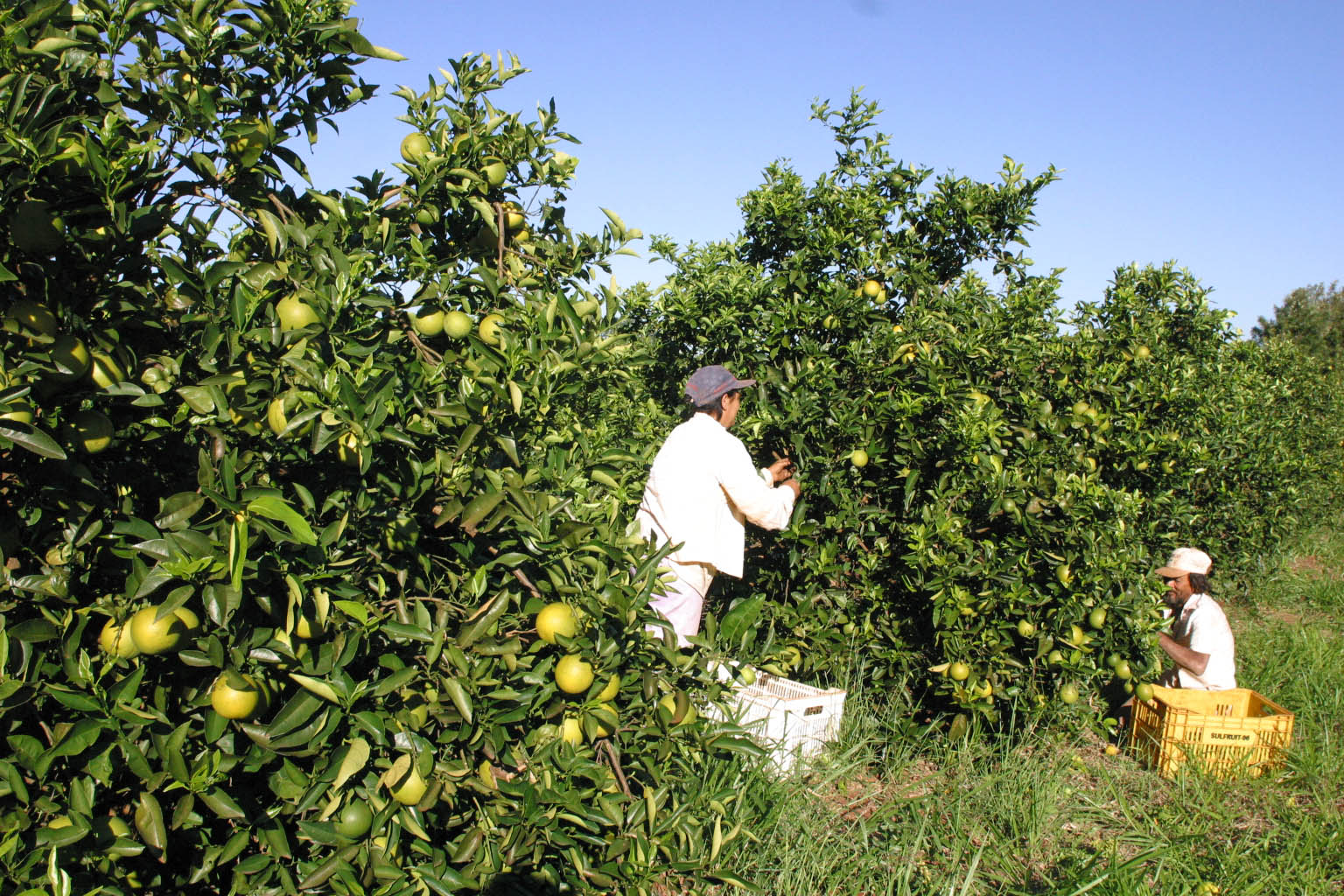 | IVAN AMORIM/IVAN AMORIM