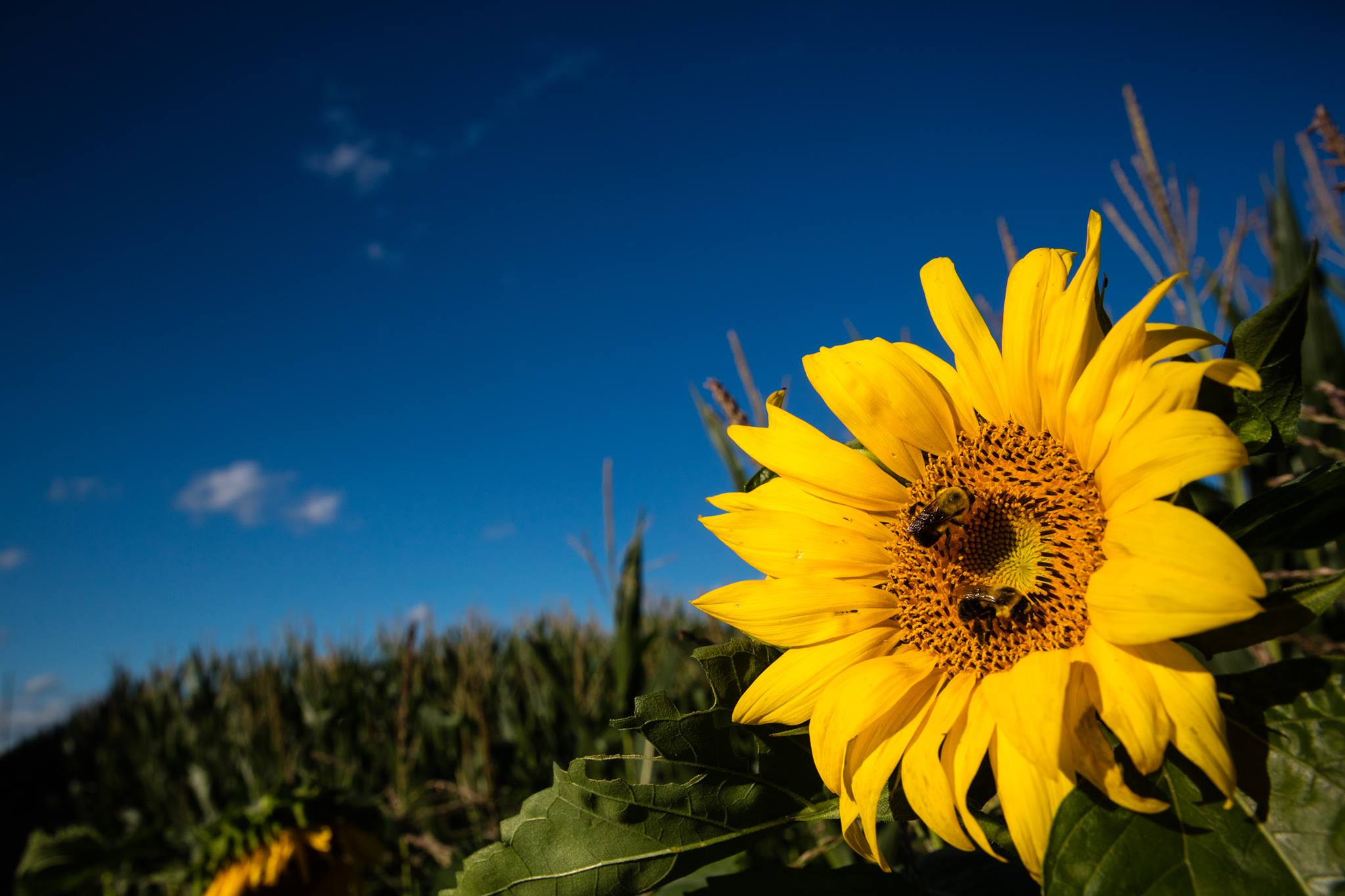 A propriedade conta com 162 hectares de girassol e parte da venda das sementes se destina ao apoio de pesquisas sobre câncer | Reprodução/Internet